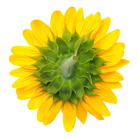The bottom of sunflower isolated on white background. Top viewの写真素材