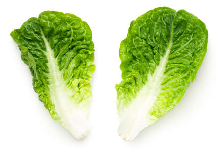 Romaine lettuce leaves isolated on white background. Baby cos. Top viewの写真素材