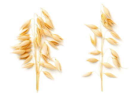 Oat plants isolated on white background. Top view, flat layの写真素材