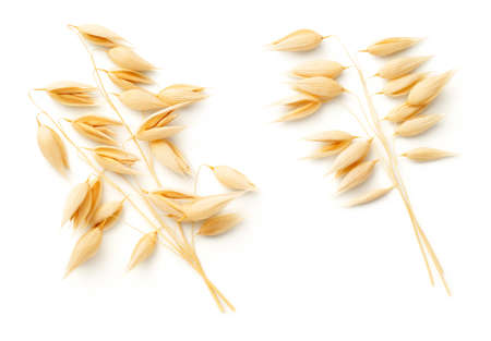 Oat plants isolated on white background. Top view, flat layの写真素材