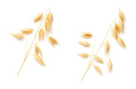 Oat plants isolated on white background. Top view, flat layの写真素材