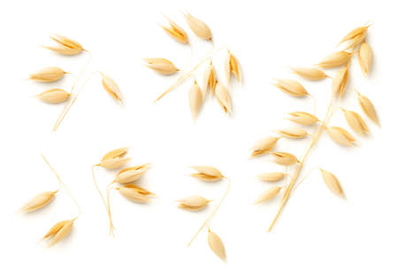 Oat plants isolated on white background. Top view, flat layの写真素材