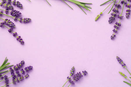 Lavender flowers on pink background. Copy space. Top view, flat layの写真素材