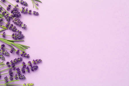Lavender flowers on pink background. Copy space. Top view, flat layの写真素材