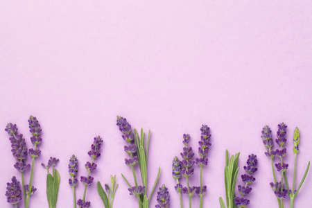 Lavender flowers on pink background. Copy space. Top view, flat layの写真素材