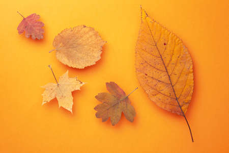 Autumn leaves composition on orange paper background. Top view