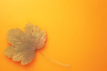 Single autumn maple leaf on orange background with copy space. Top view