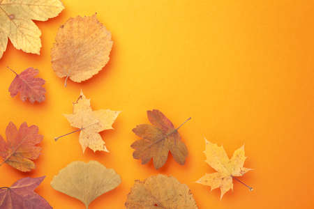 Colored autumn leaves on orange background with copy space. View from above