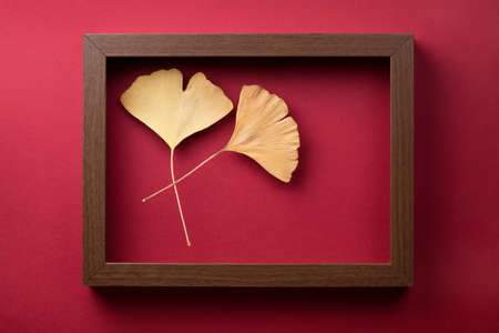 Minimal composition with wooden frame and golden autumn ginkgo biloba leaves over burgundy color background. Top viewの写真素材