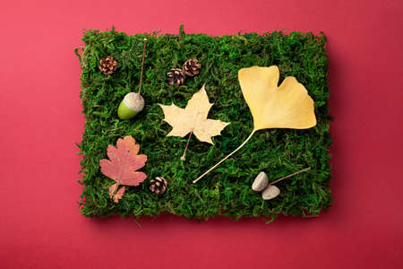 Autumn leaves, cones and acorn on green moss as composition. View from aboveの写真素材
