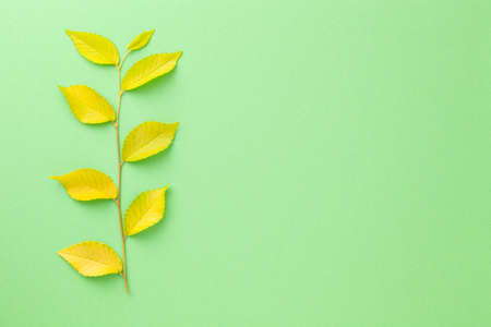 Minimal background with elm tree twig over green paper. Copy space. Top viewの写真素材