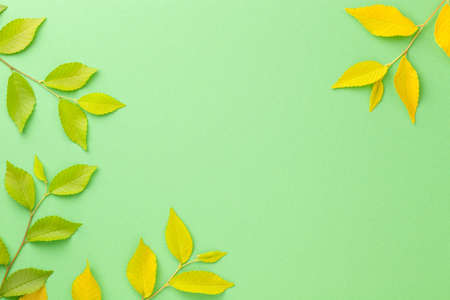Frame with yellow and green leaves of elm tree. Empty room for text. Top viewの写真素材