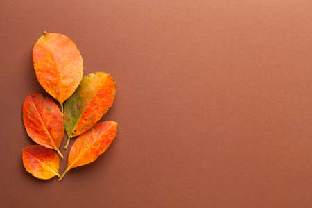 Autumn minimal composition with fresh orange leaves. Empty space for text. Top viewの写真素材