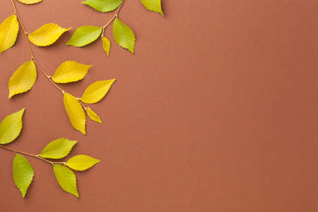Fresh twigs with yellow and green leaves over brown paper. Autumn background with copy space. Top viewの写真素材