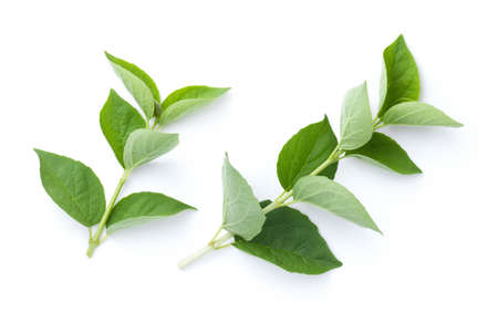 Fresh jasmine sprigs with green leaves isolated on white background. View from aboveの写真素材