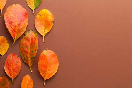 Autumn minimal background with orange leaves over brown paper. Empty room for text. Top viewの写真素材