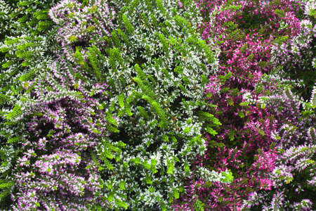 Blooming heather flowers background. Autumn concept. View from aboveの写真素材