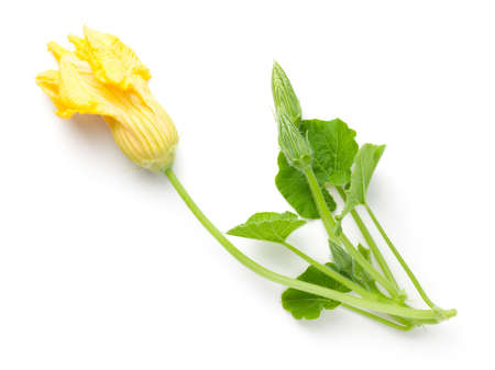 Composition made of zucchini fresh leaves and flower bud isolated on white background. Top viewの写真素材
