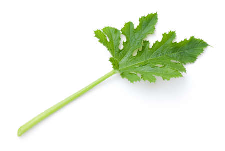 Fresh green leaf of zucchini plant isolated on white background. View from aboveの写真素材
