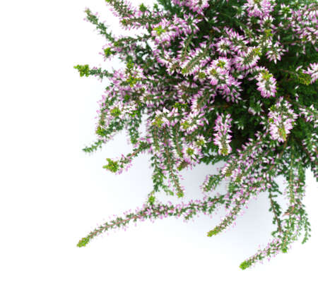 Calluna vulgaris, heather flowers, isolated over white background. View from aboveの写真素材
