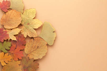 Colorful leaves concept as autumn background. Copy space. Top viewの写真素材