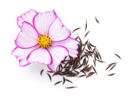 Seeds of cosmos flowers with fresh cosmos flower (cosmos bipinnatus) isolated on white background. Top viewの写真素材