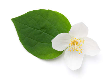 Jasmine flower with green leaf isolated on white background. Top viewの写真素材