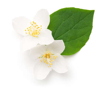 Jasmine flowers with leaf isolated over white background. View from aboveの写真素材