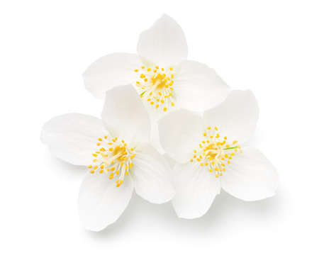 Fresh jasmine flowers isolated over white background. View from aboveの写真素材