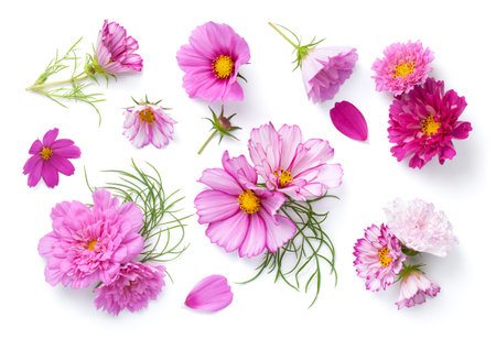 Set of cosmos flowers isolated over white background. Cosmos bipinnatus. Top viewの写真素材