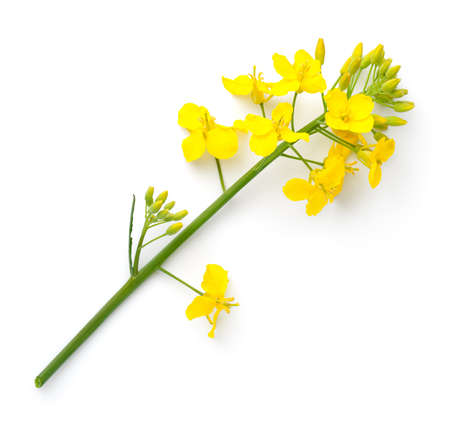 Rapeseed isolated on white background. Canola flower. Brassica napus. Top viewの写真素材