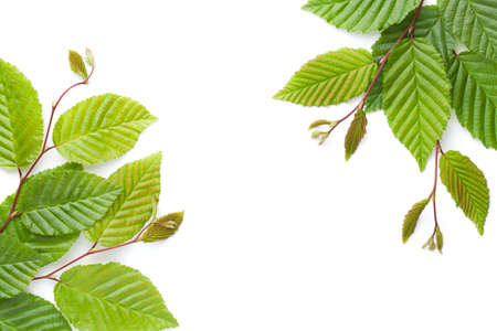 Hornbeam twigs isolated on white background. Empty room for text. Flat lay. View from above