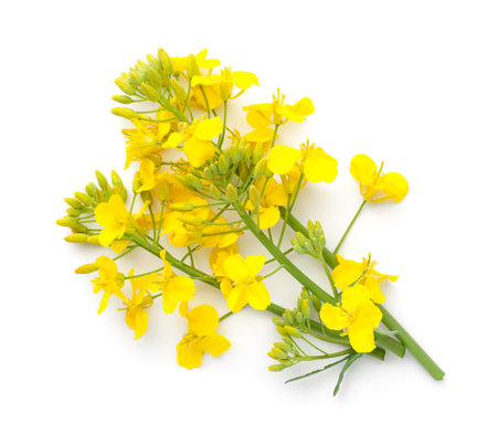 Rapeseed flower isolated on white background. Brassica napus. View from aboveの写真素材