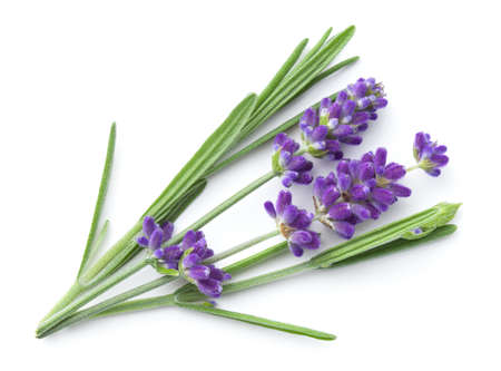 Lavender flowers isolated over white background. View from aboveの写真素材