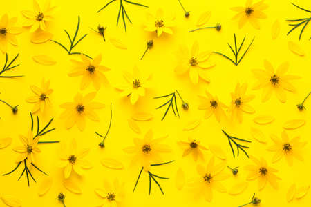 Yellow flowers background. Coreopsis verticillata zagreb. Flat lay, top viewの写真素材