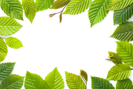 Leaves frame. Hornbeam leaves isolated over white background. Flat lay, top viewの写真素材