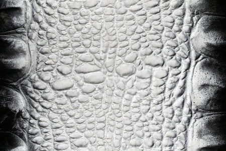 Black-white crocodile skin texture close-upの写真素材