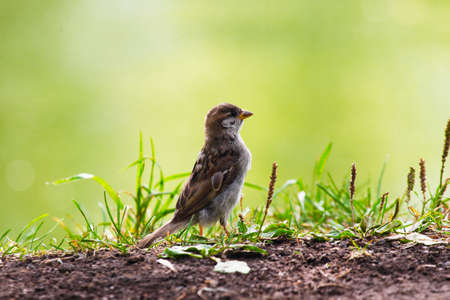 Clay-colored Sparrow walking in the grass の写真素材