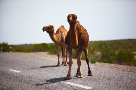 One-humped camels on the roadの写真素材