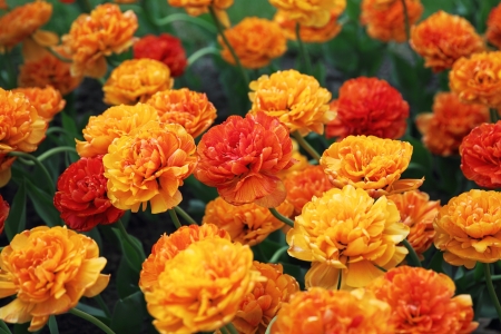 Double-beauty yellow tulipの写真素材