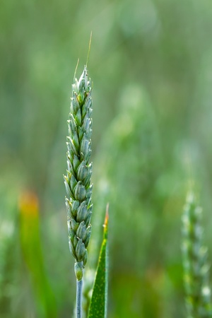 ear of wheatの写真素材