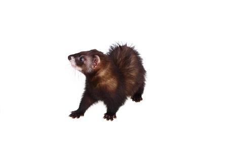 Two months old little ferret isolated on white