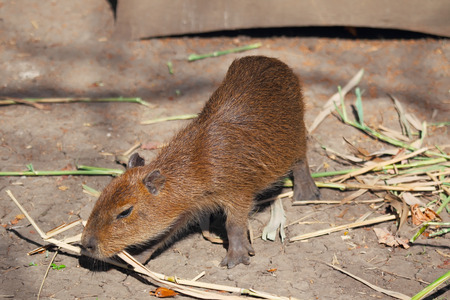 Little and very serious capybara in Safari park, Krasnodar, Russiaの写真素材