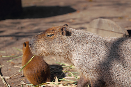 Capybara family in Safari park, Krasnodar, Russiaの写真素材