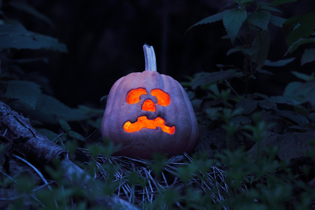 Still life with halloween pumpkin in the dark forestの写真素材