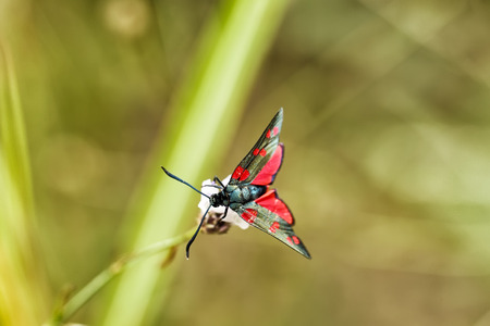 Butterfly Zygaena filipendulae on a flower, close up