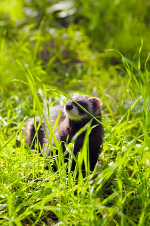 Young ferret wolking on the green grassの写真素材
