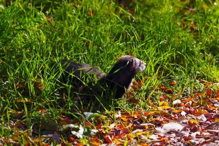 ferret on the green grass, selective focusの写真素材