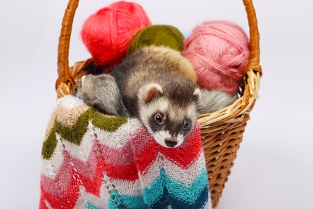 Two sable ferrets lying  in the basket with colorful balls of yarnの写真素材