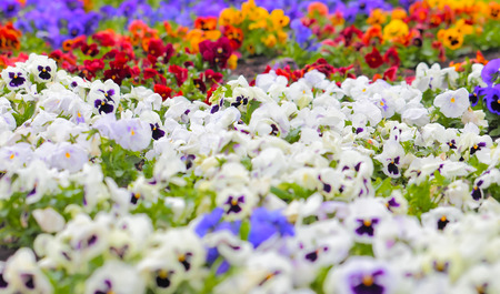 Colorful Pansy Flowers on Flower Bed as backgroundの写真素材
